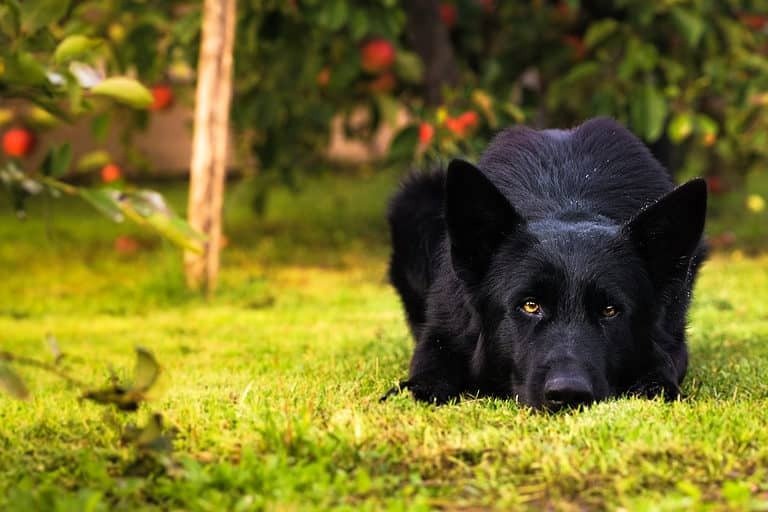 Solid black German Shepherd resting on grass