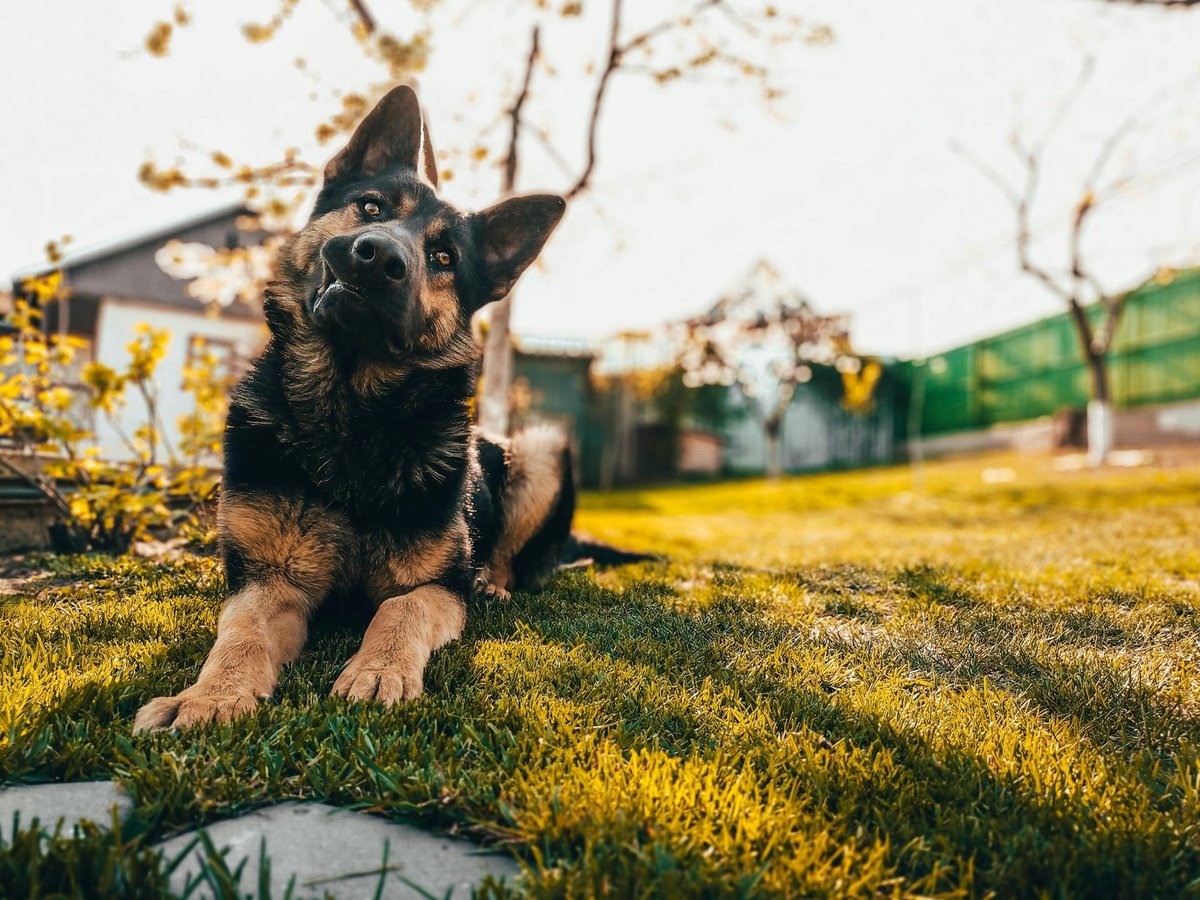 Adult German Shepherd alert in a garden with ears forward