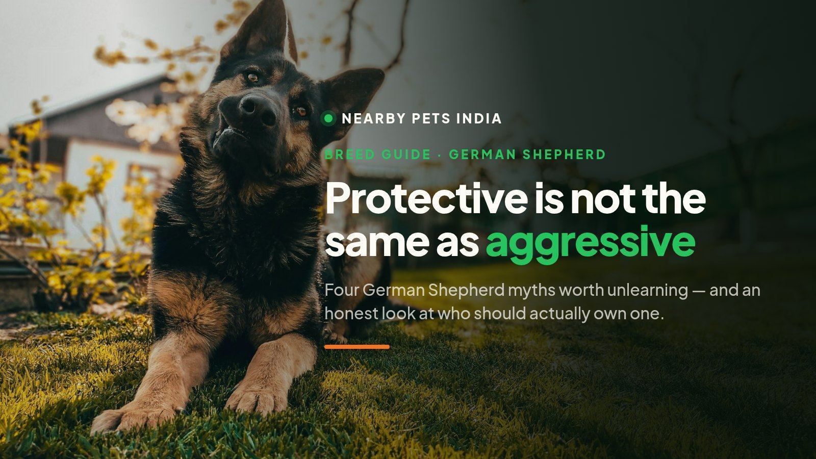 Are German Shepherds Aggressive? The 4 Myths That Get This Breed Wrong