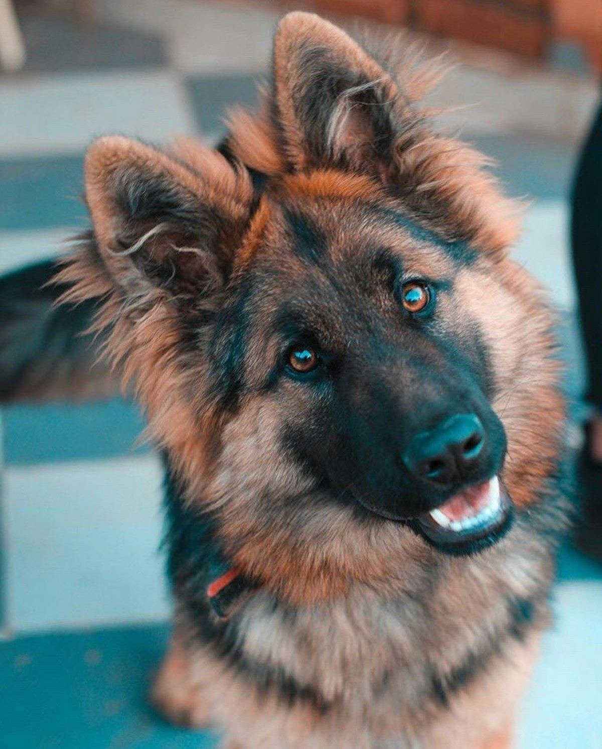 Long-coated German Shepherd portrait showing full ruff and erect ears