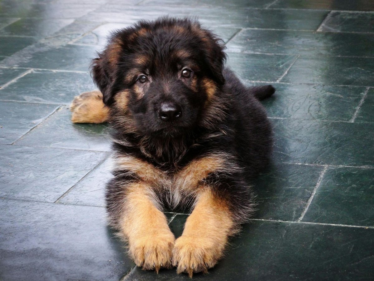 Black and tan German Shepherd puppy lying on a slate floor