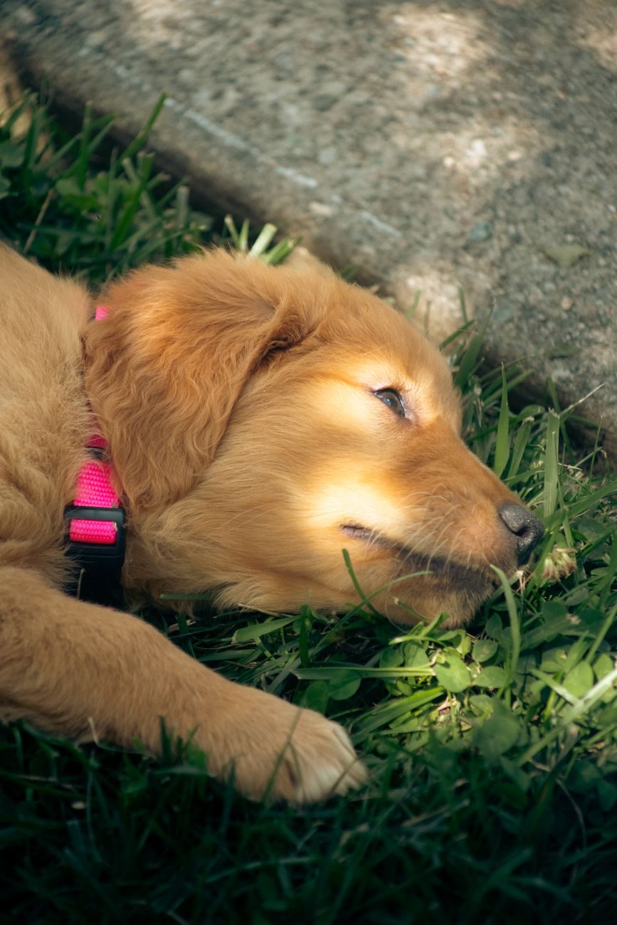 Adult Golden Retriever resting in dappled shade on grass