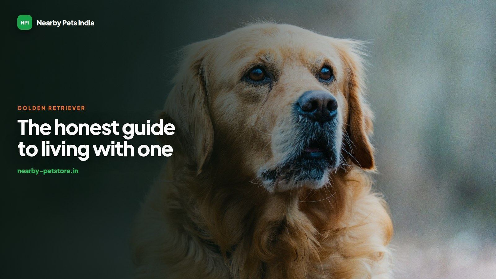 Golden Retrievers in India: The Honest Guide to Living With One