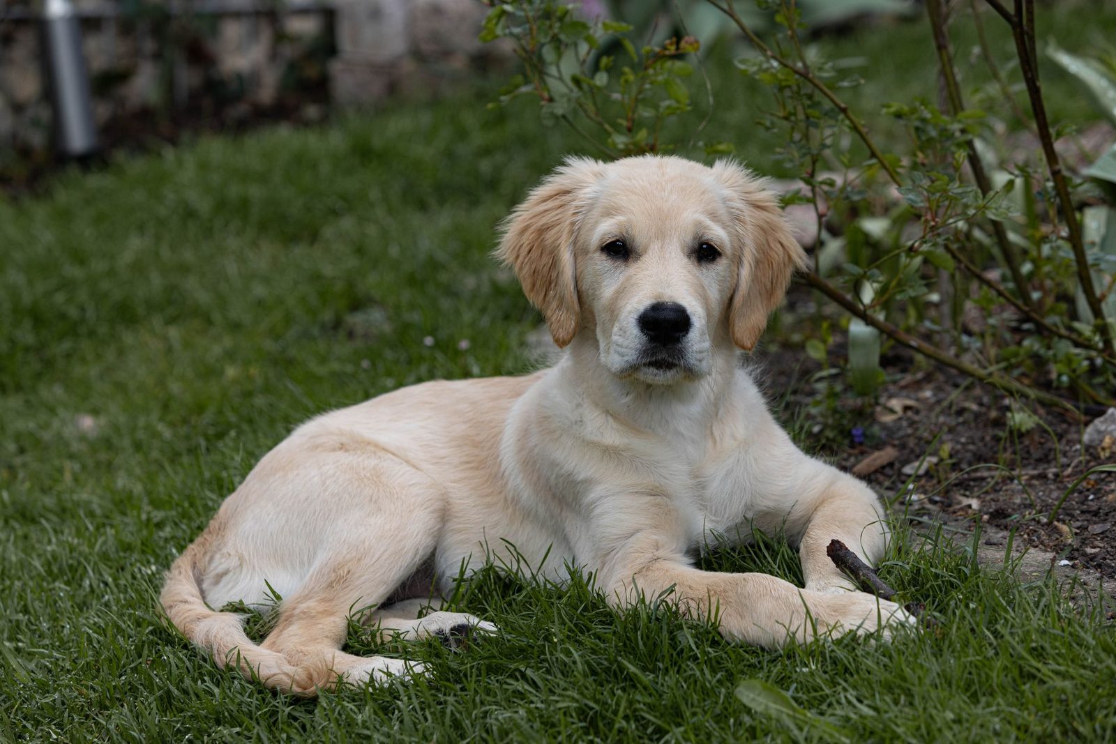 Golden Retriever lying calmly in a garden