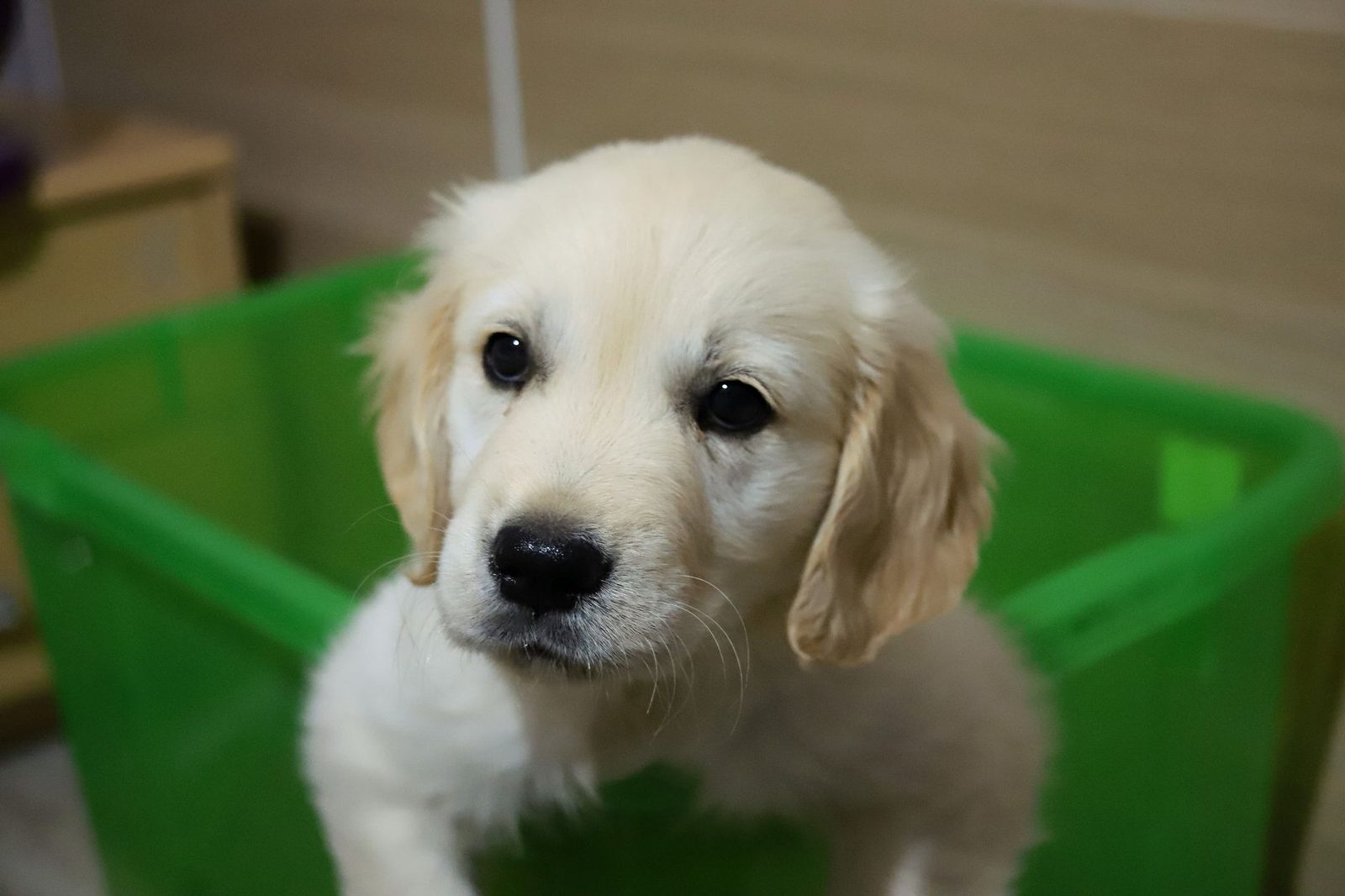 Golden Retriever puppy indoors beside a storage crate