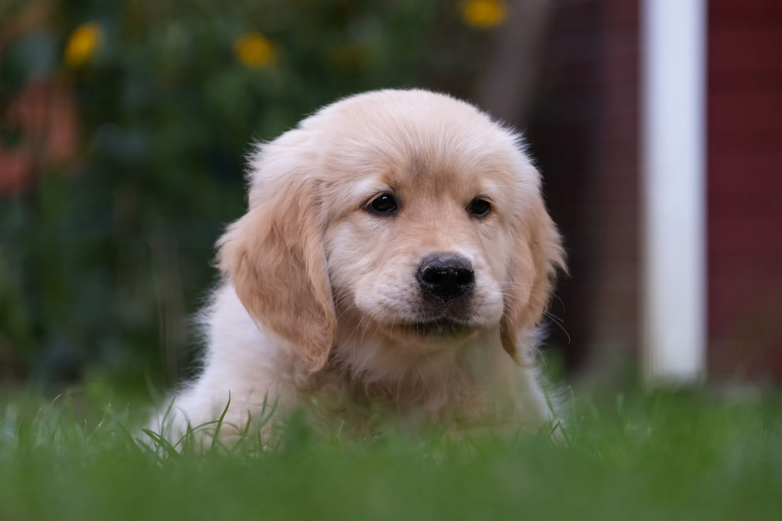 Cream Golden Retriever puppy sitting on grass