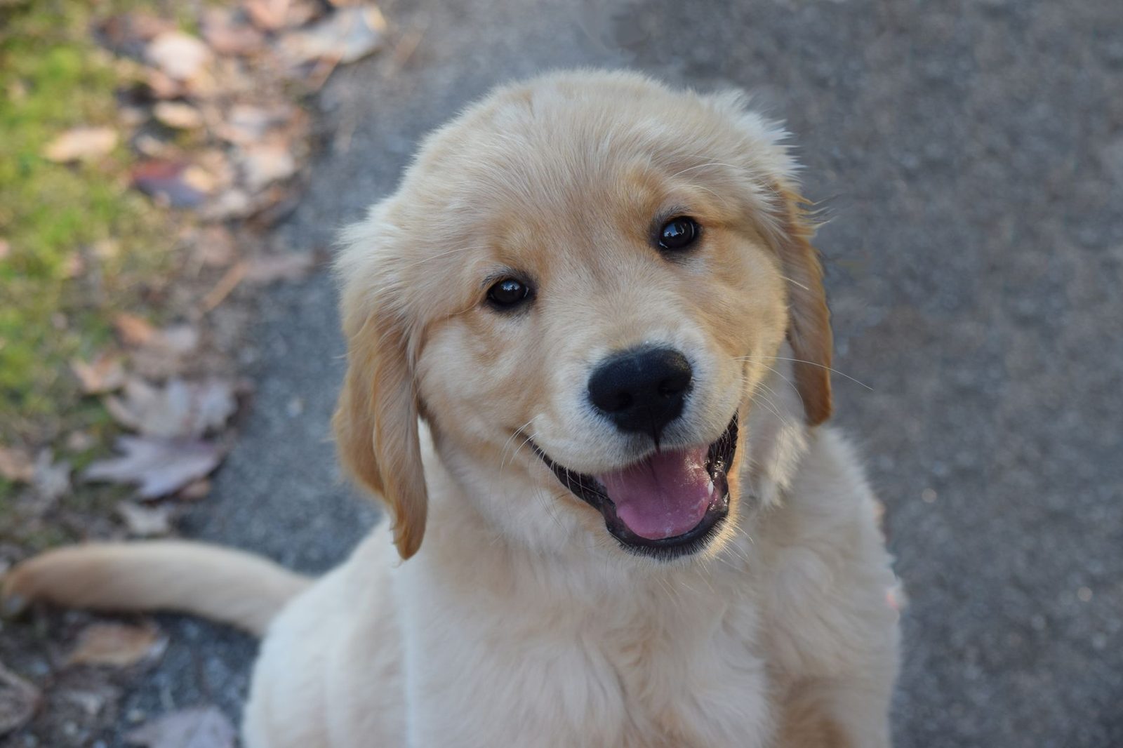 Golden Retriever puppy looking up at its owner