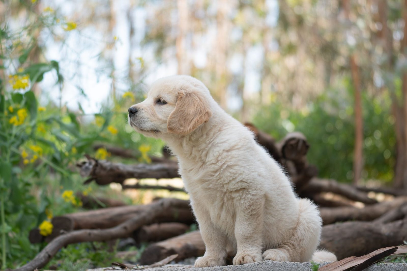 Young Golden Retriever puppy sitting outdoors among plants
