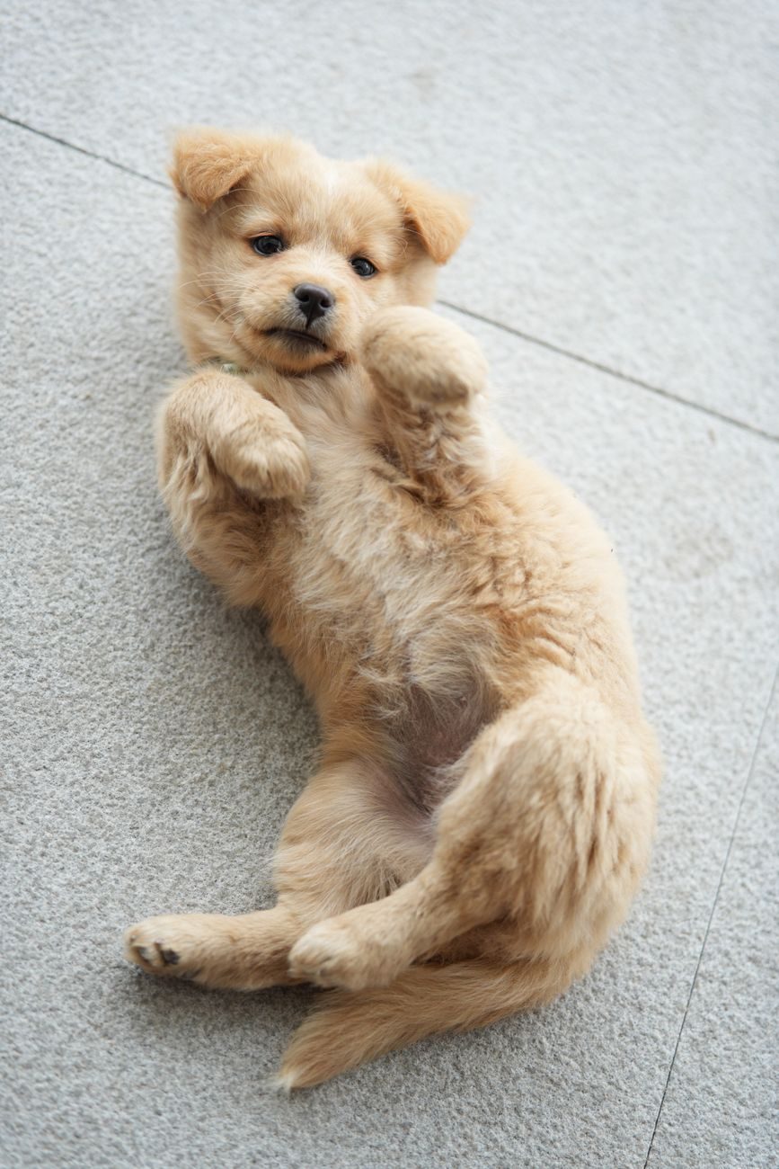 Golden Retriever puppy rolling playfully on its back