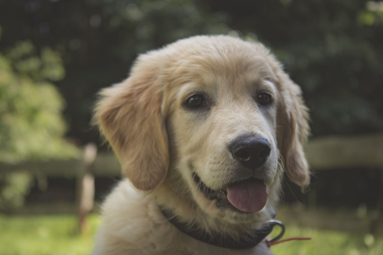 Young adult Golden Retriever portrait outdoors