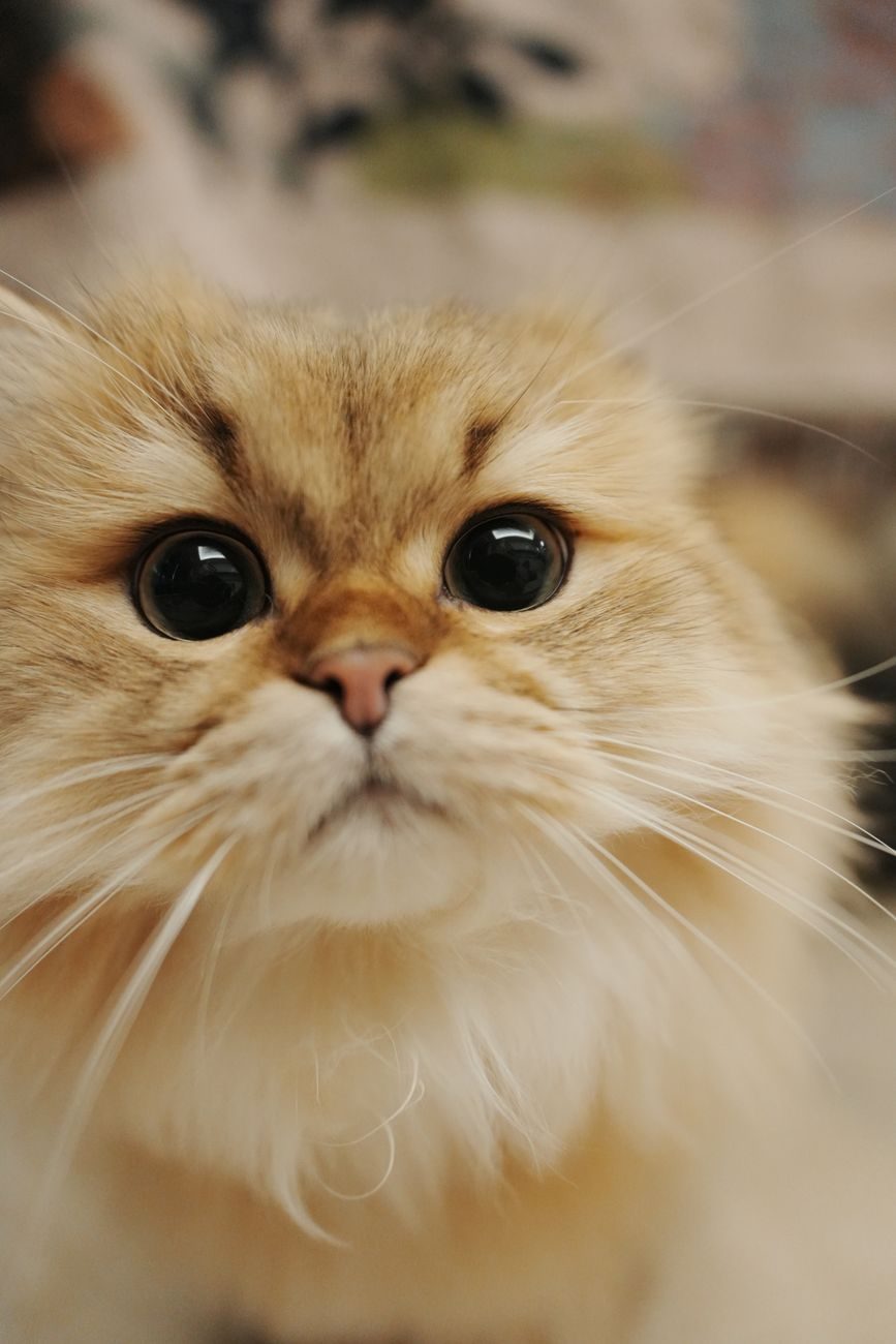 Cream Persian cat with a very flat face and round eyes