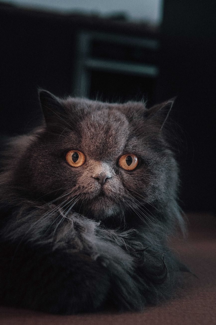 Dark grey Persian cat looking directly at the camera