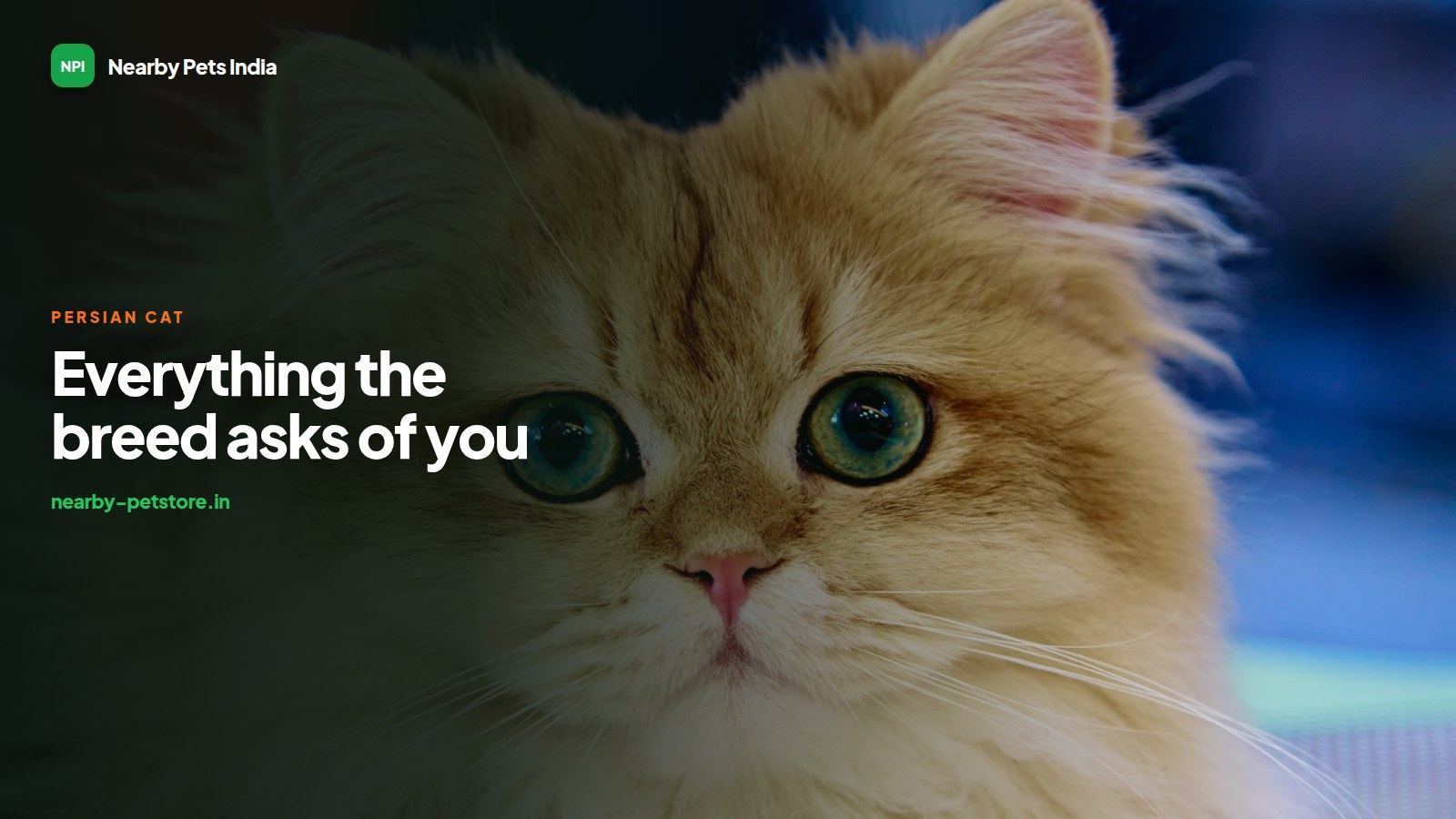 Persian Cats in India: Everything the Breed Actually Asks of You