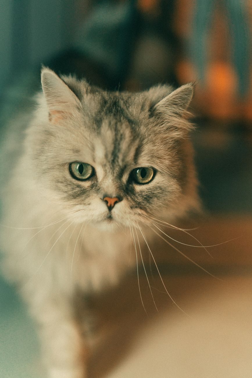 Silver Persian cat with a thick double coat