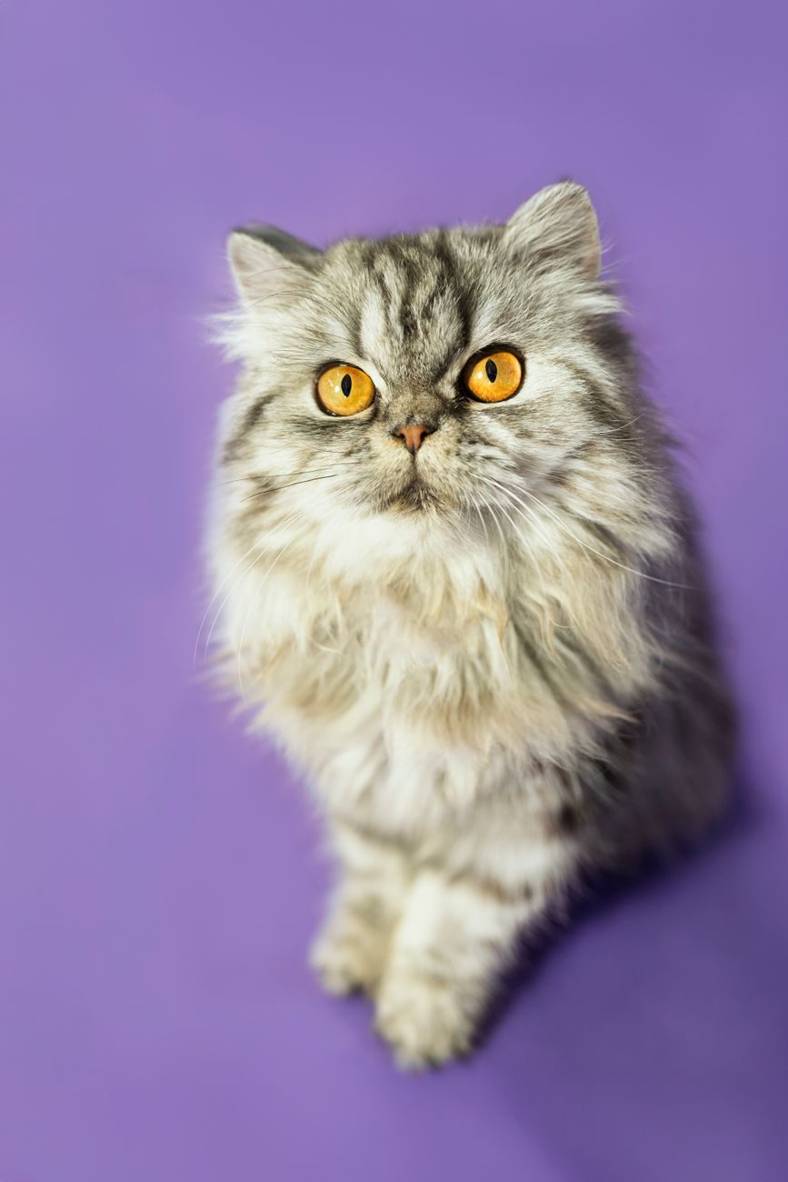 Silver tabby Persian cat sitting against a purple background