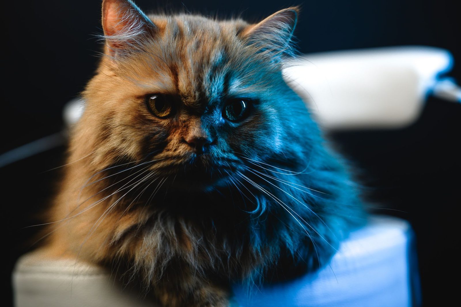 Tortoiseshell Persian cat resting on furniture