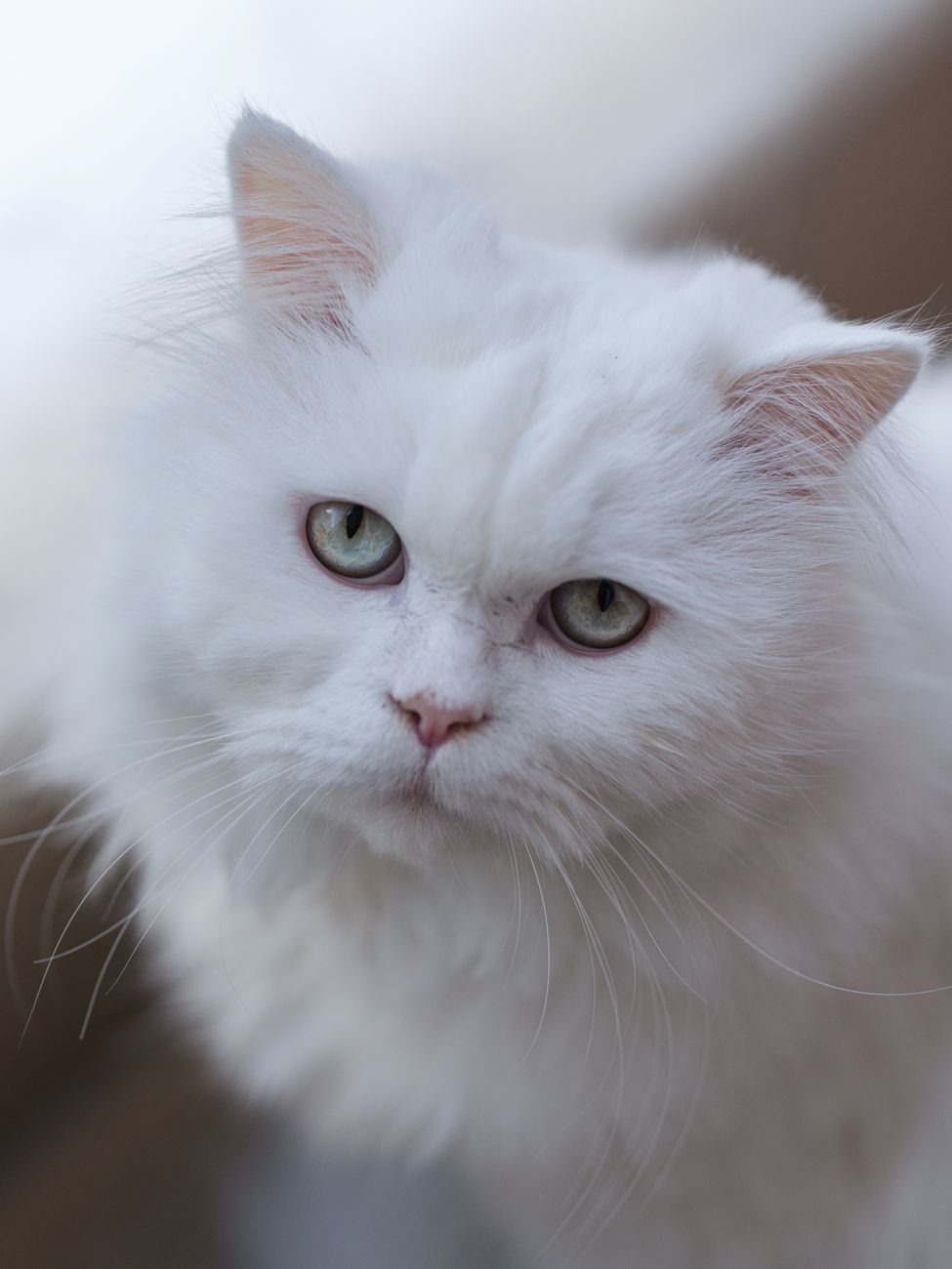 Fluffy white Persian cat resting indoors