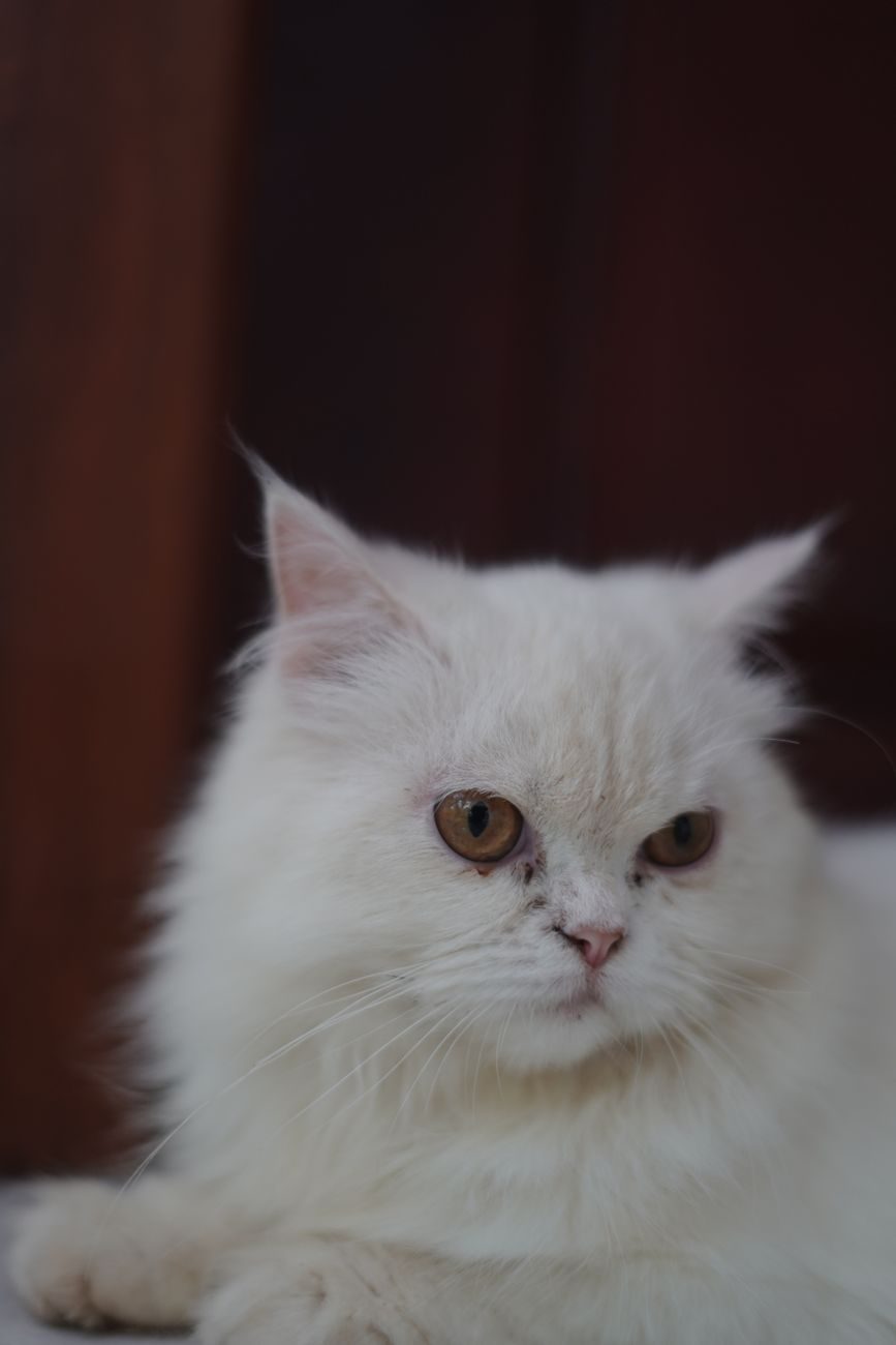 White Persian cat with a flat face and long coat