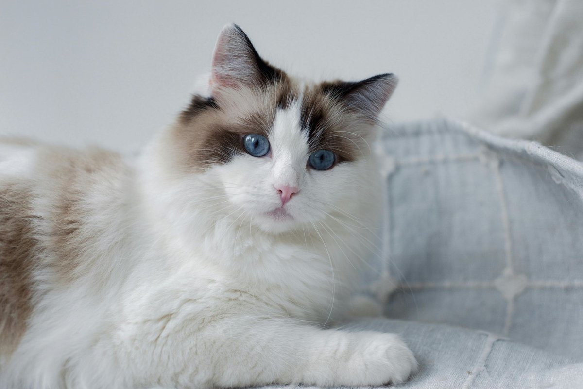 Seal bicolour Ragdoll cat with deep blue eyes resting on a pale sofa