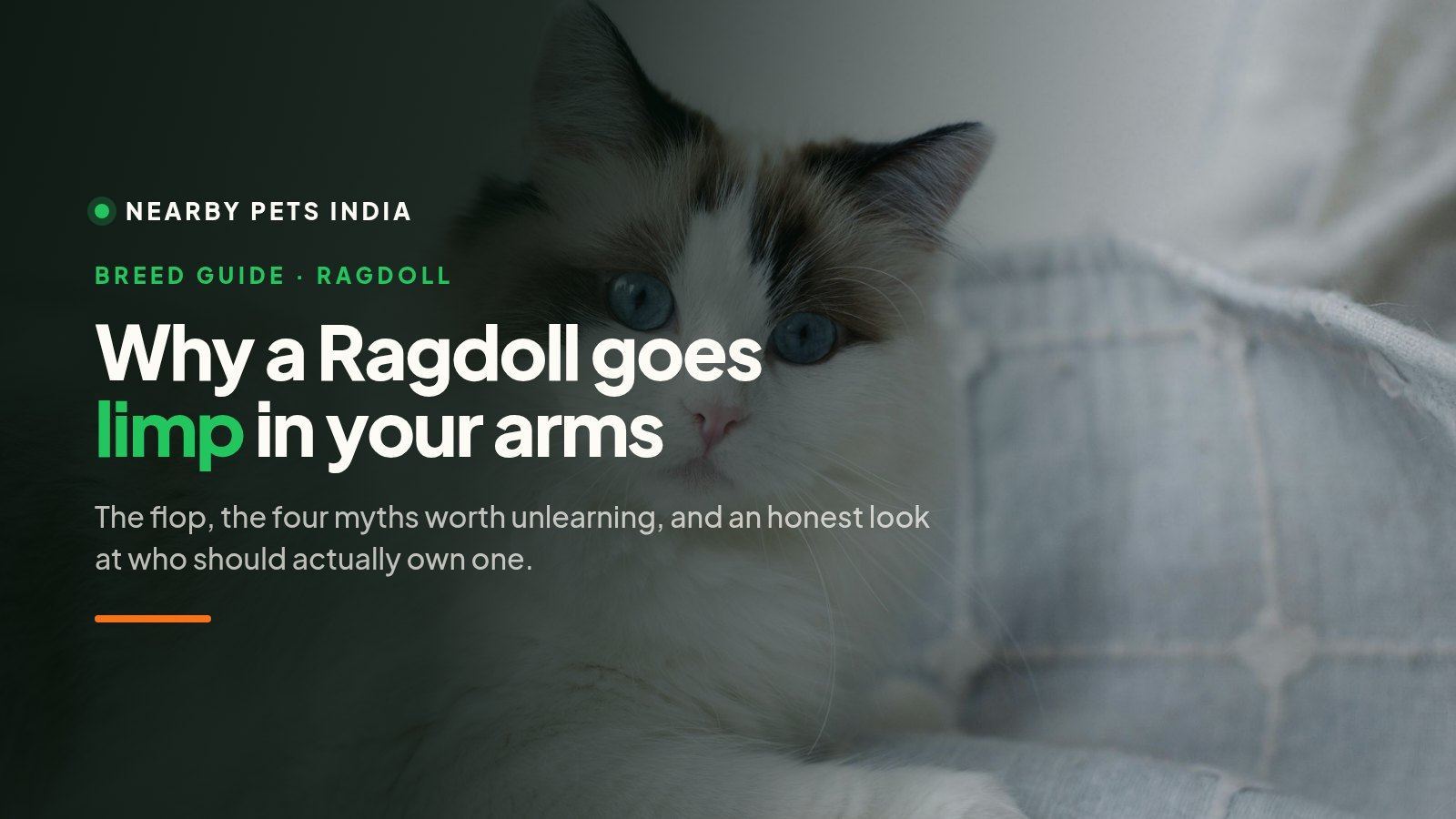 Why a Ragdoll Cat Goes Limp in Your Arms — And 4 Myths That Could Hurt One