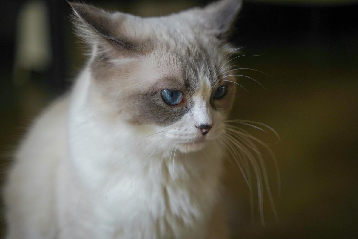 Close-up of a Ragdoll cat's face showing blue eyes and long white whiskers