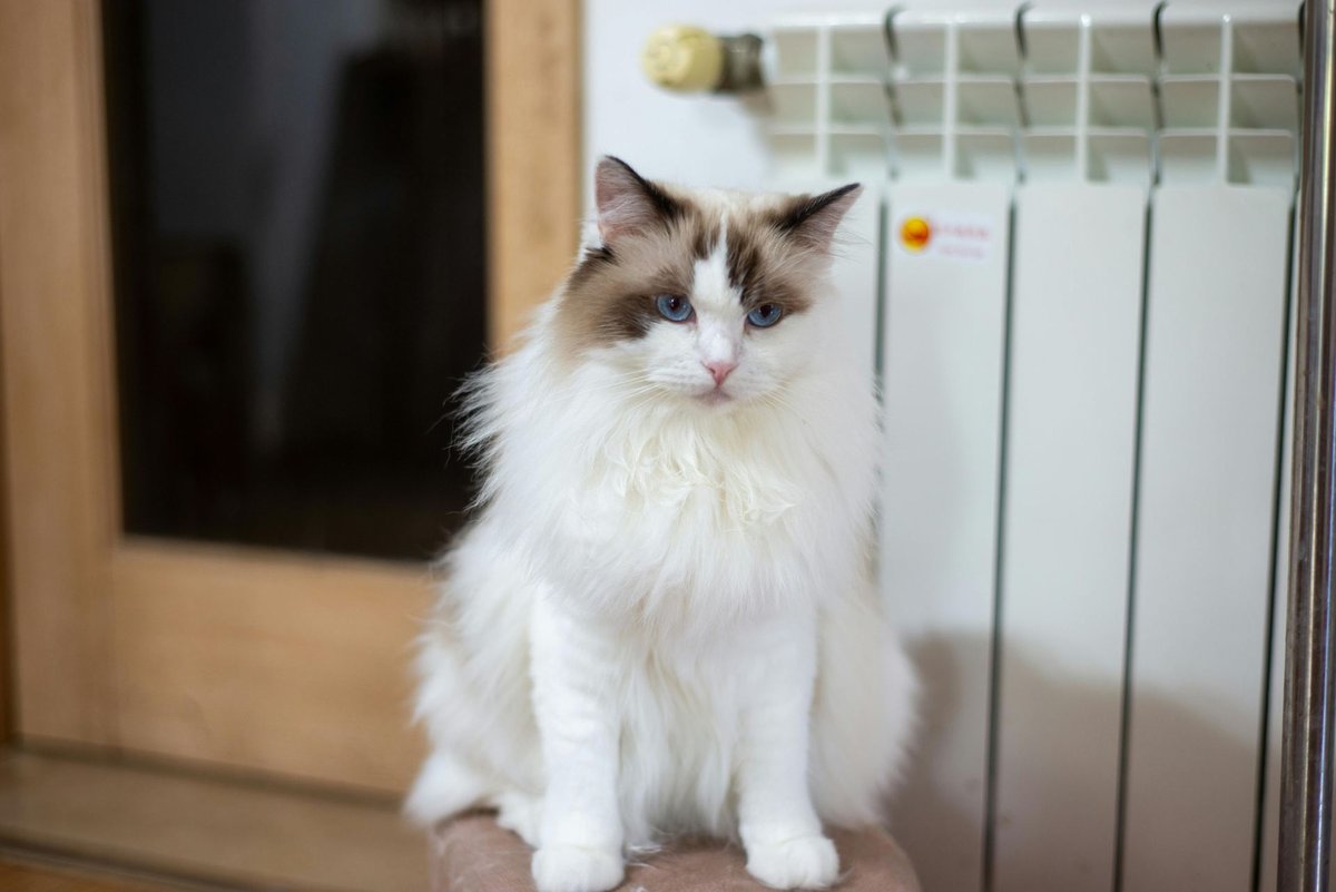 Adult Ragdoll cat sitting upright showing its full semi-long coat and ruff