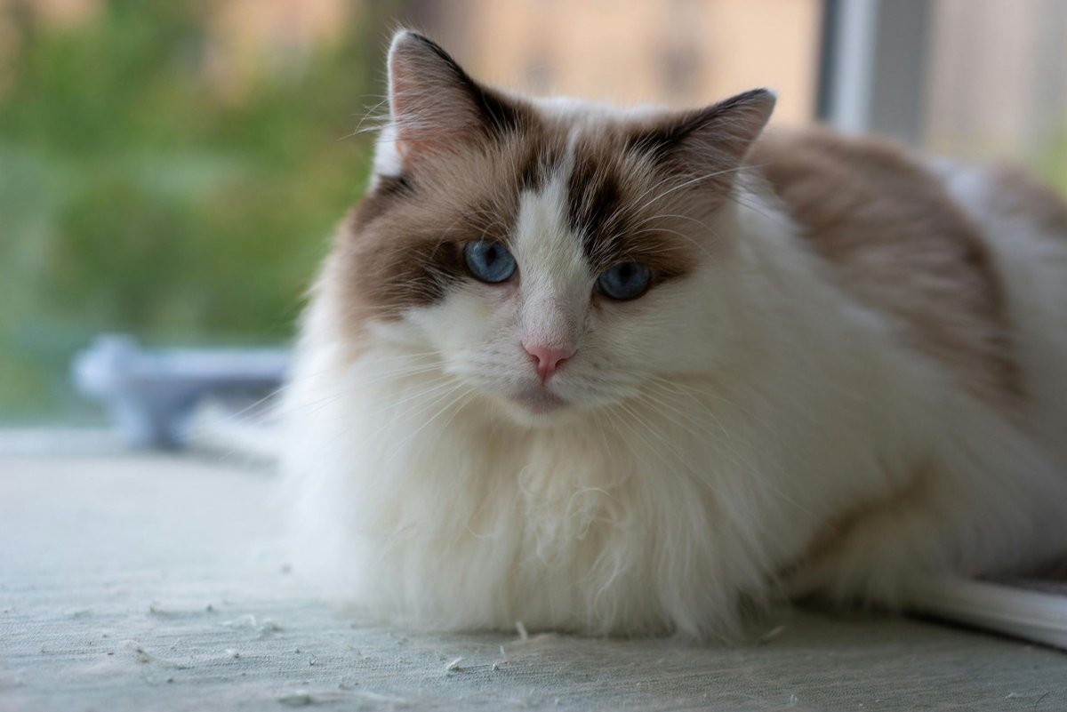 Ragdoll cat lying calmly by a window in soft daylight