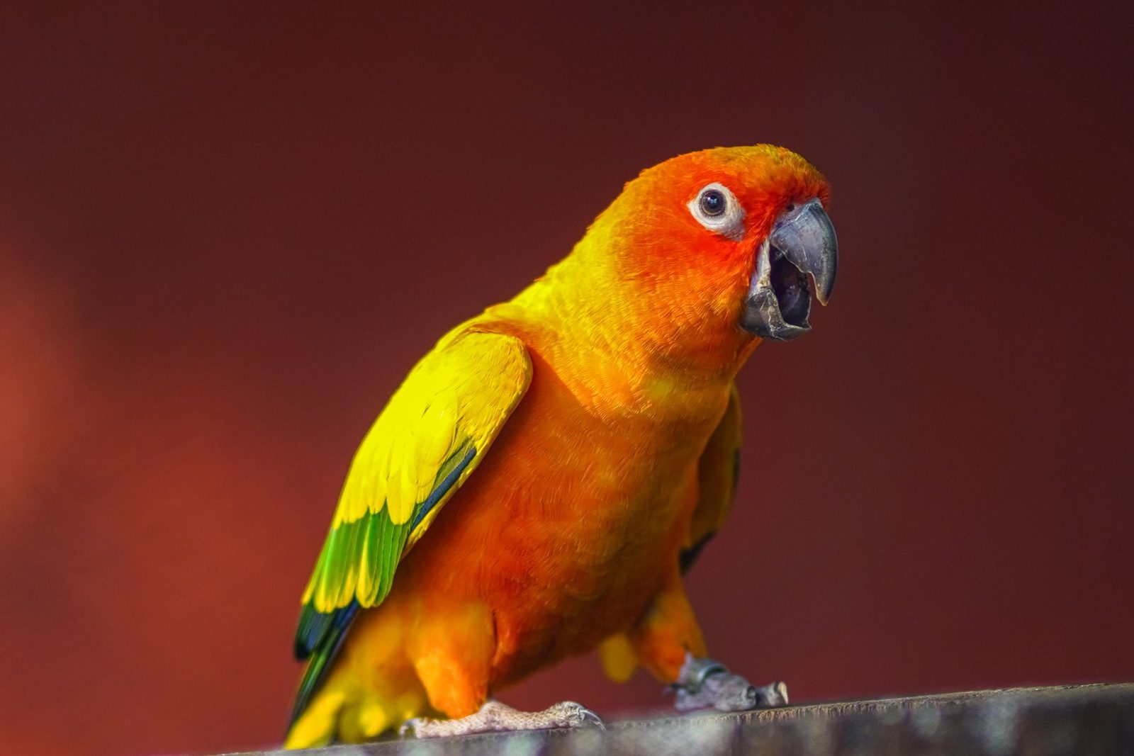 Sun Conure parrot perched, showing full gold and orange plumage