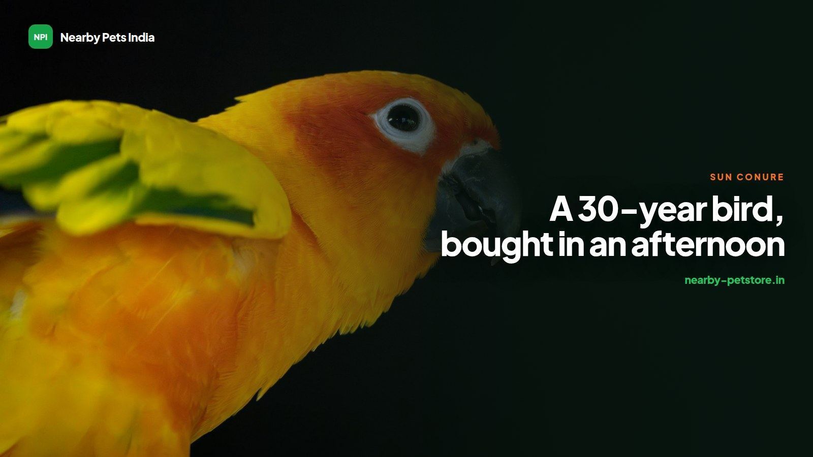 Sun Conures in India: A 30-Year Bird, Usually Bought in an Afternoon
