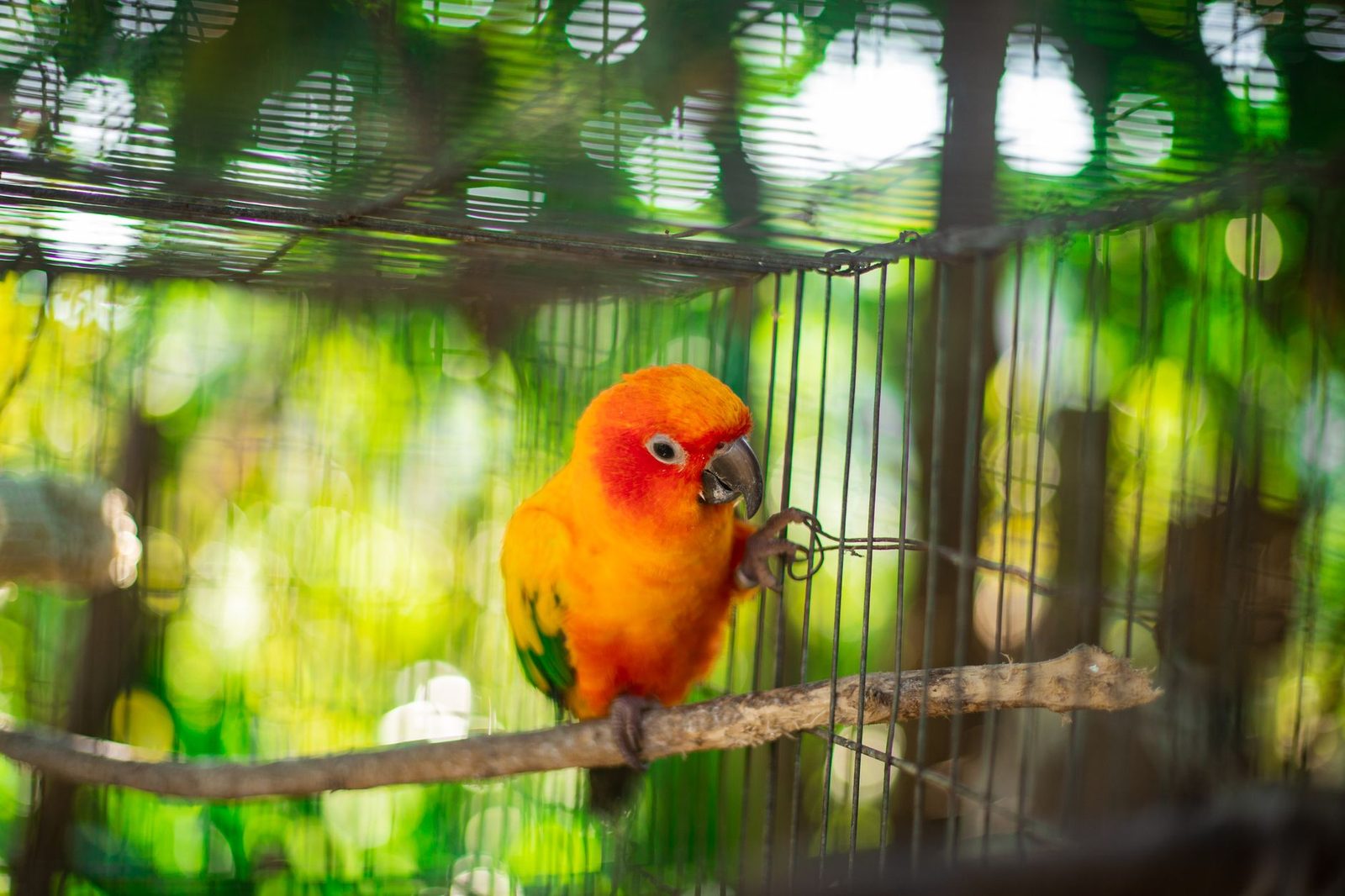 Sun Conure inside a large cage with perches