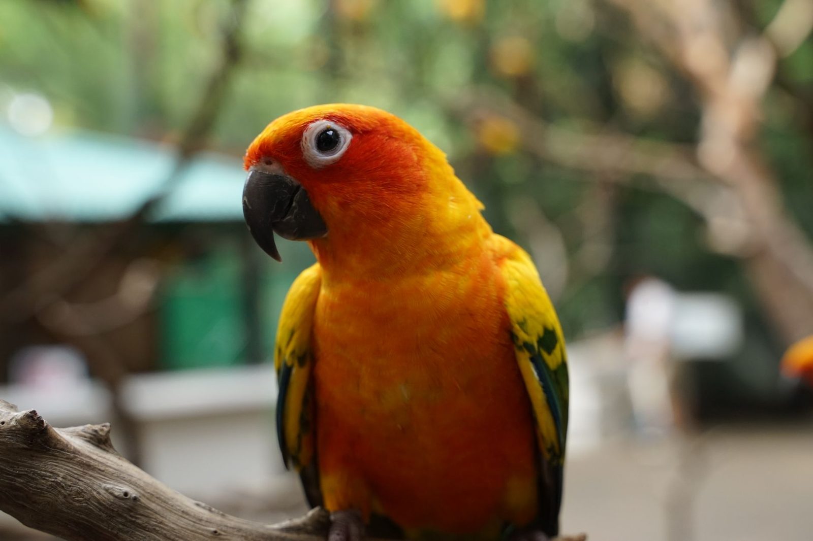 Sun Conure perched on a branch outdoors