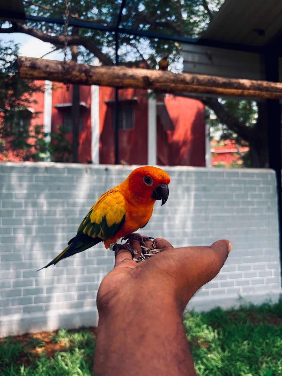 Sun Conure perched on a person's hand outdoors