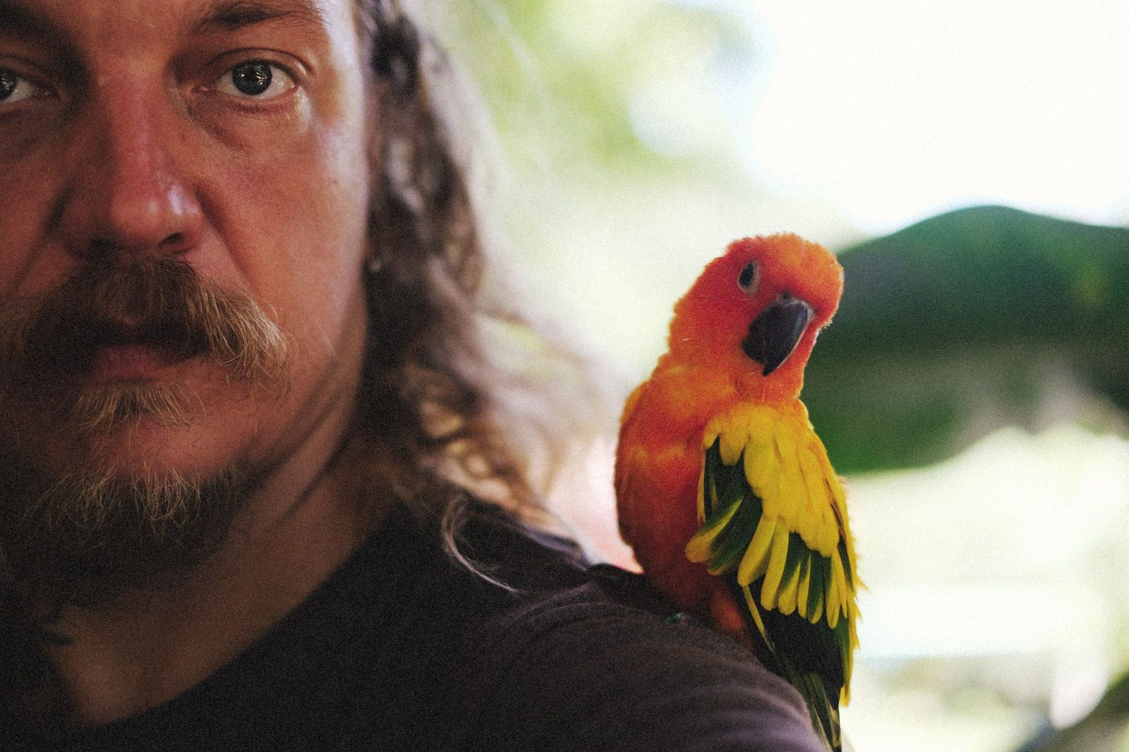Sun Conure perched on a man's shoulder