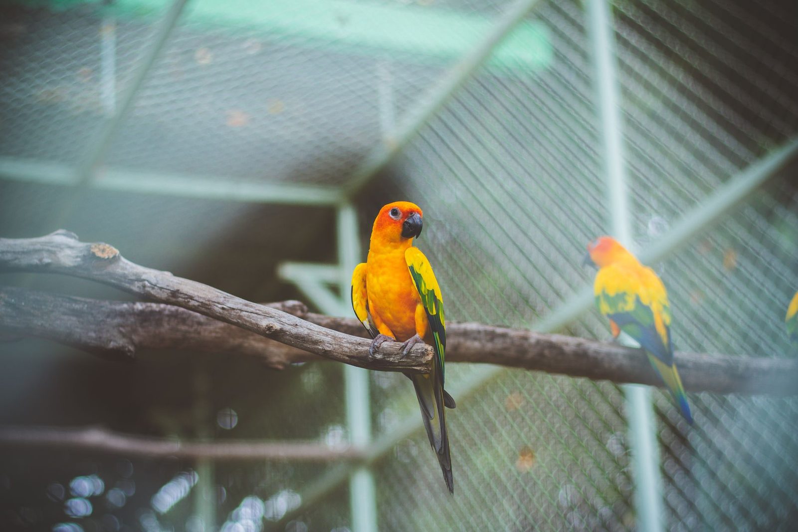 Two Sun Conures perched together in a large aviary