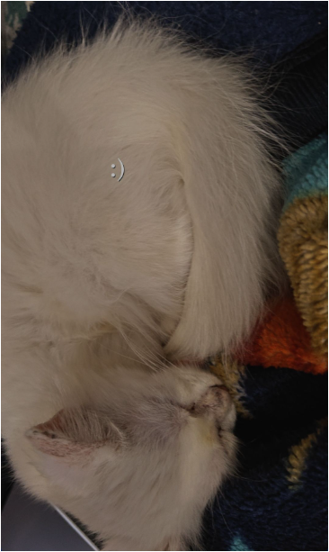 Percian Cat