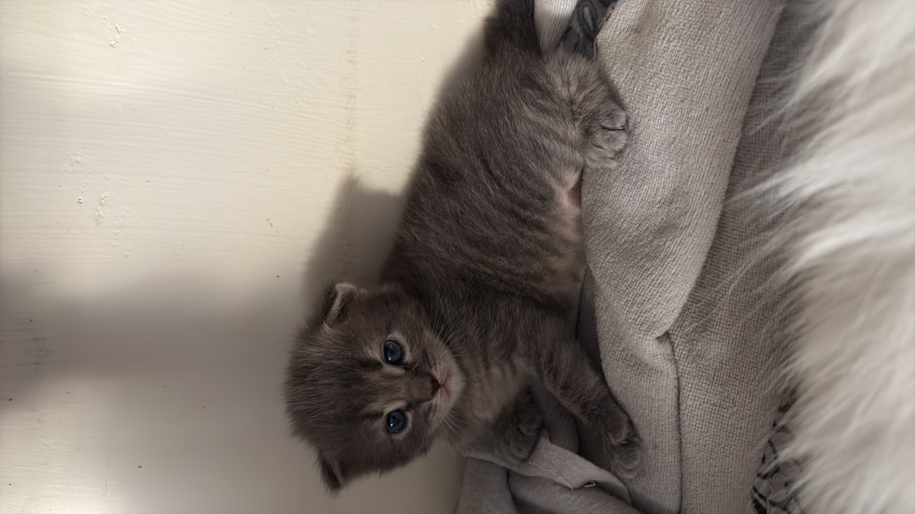 Persian cat for sale in Ludhiana
