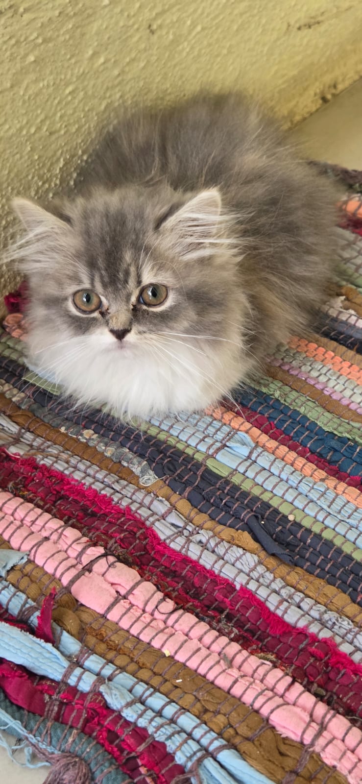 Persian Cat