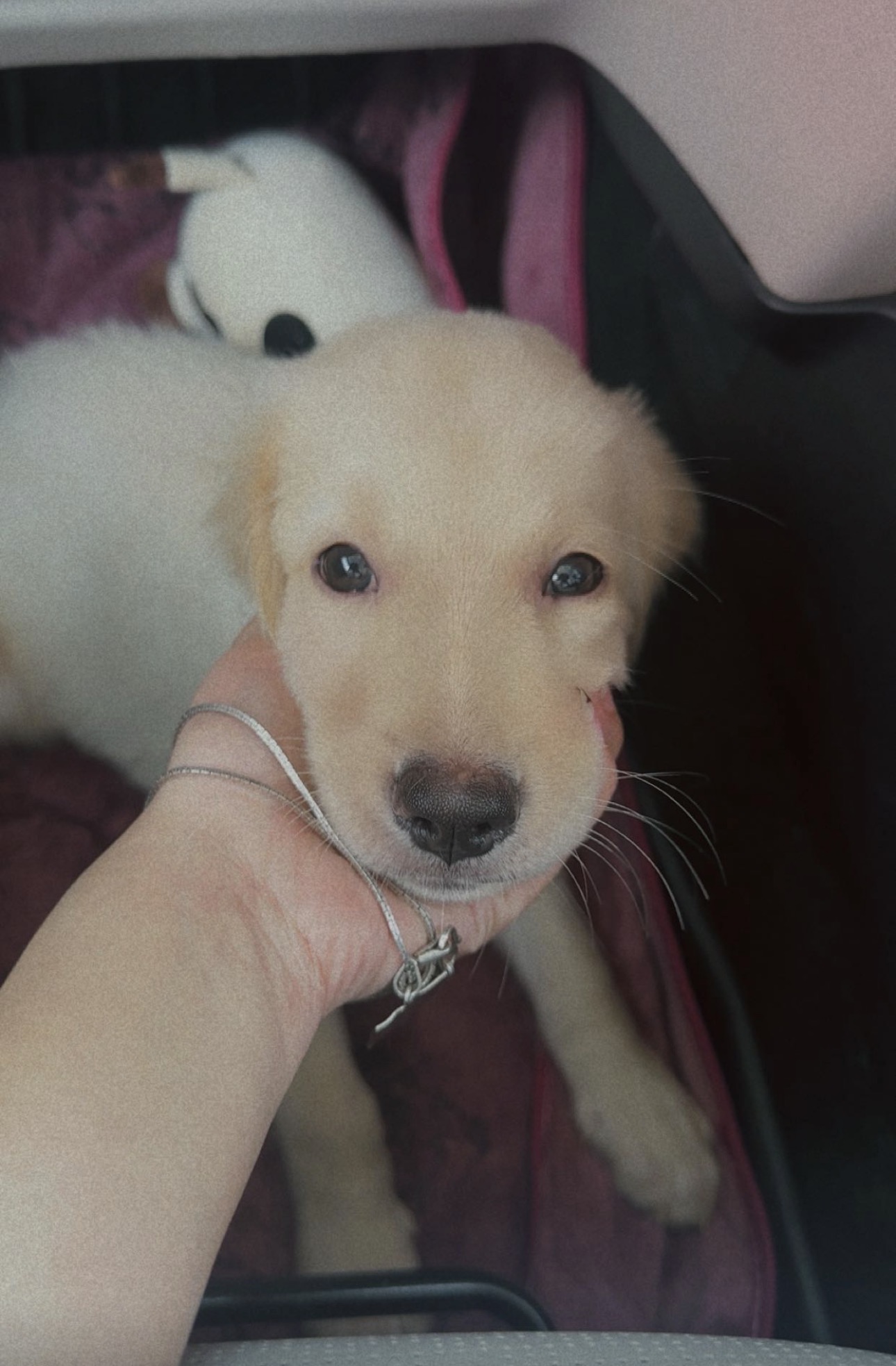 Golden retriever