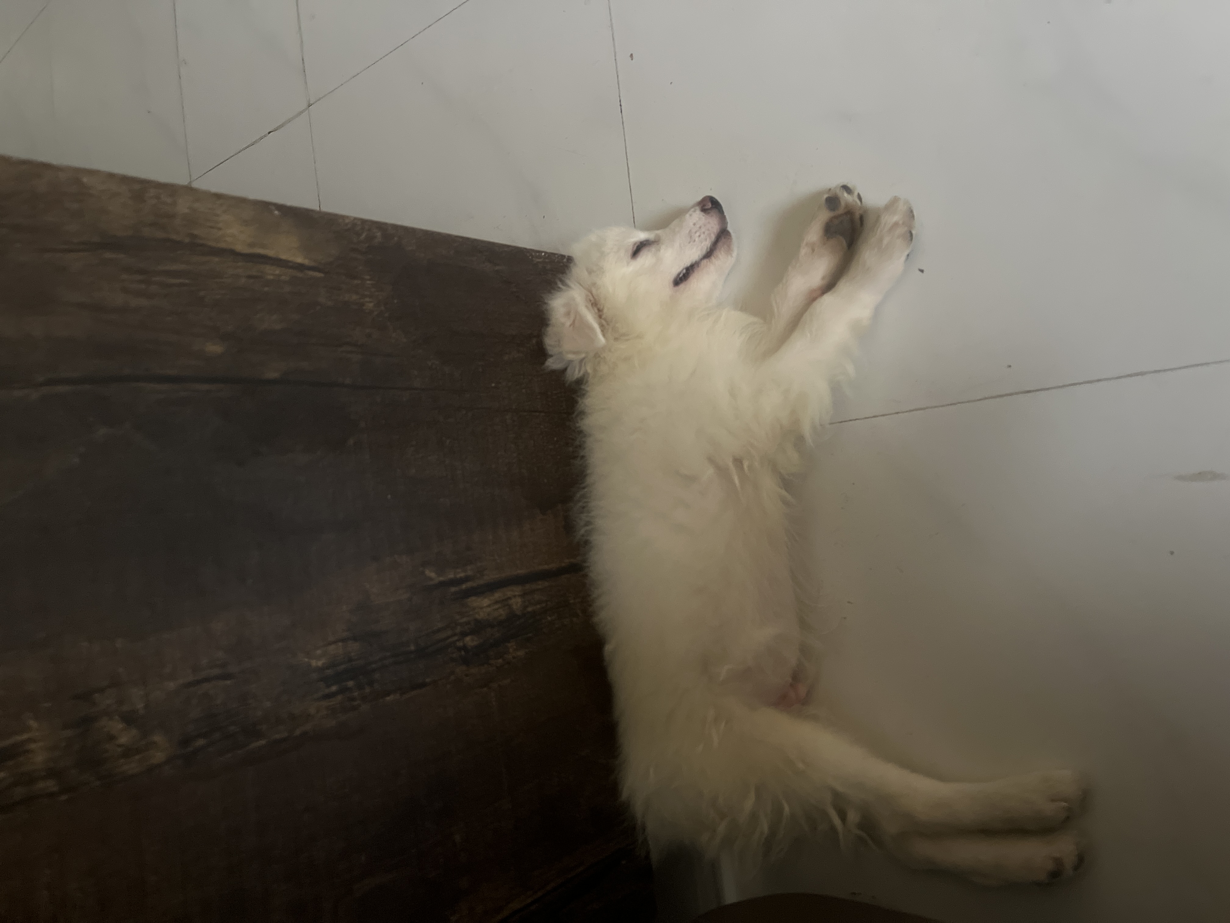Indian Spitz for sale in Vadodara