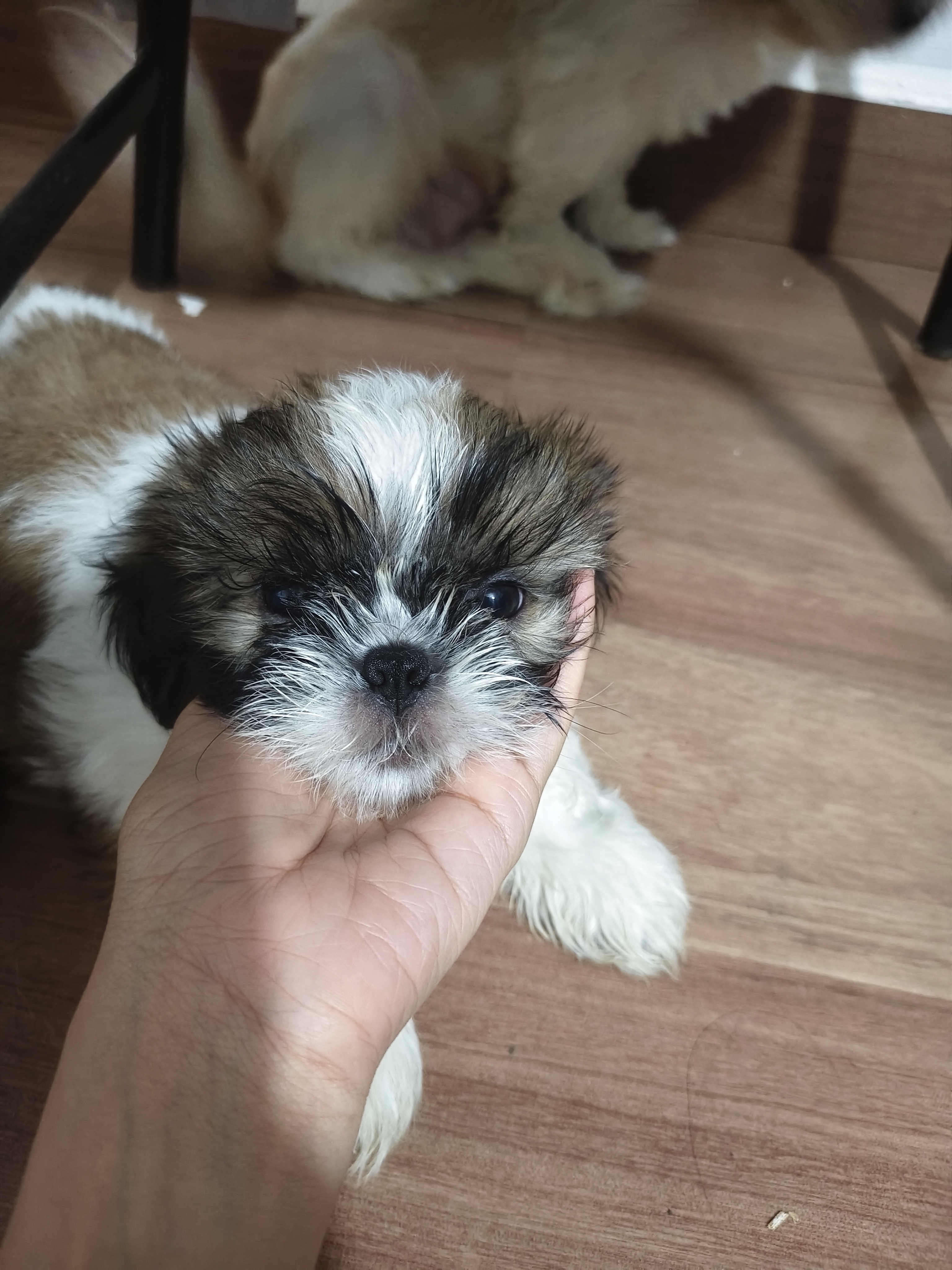Shih Tzu