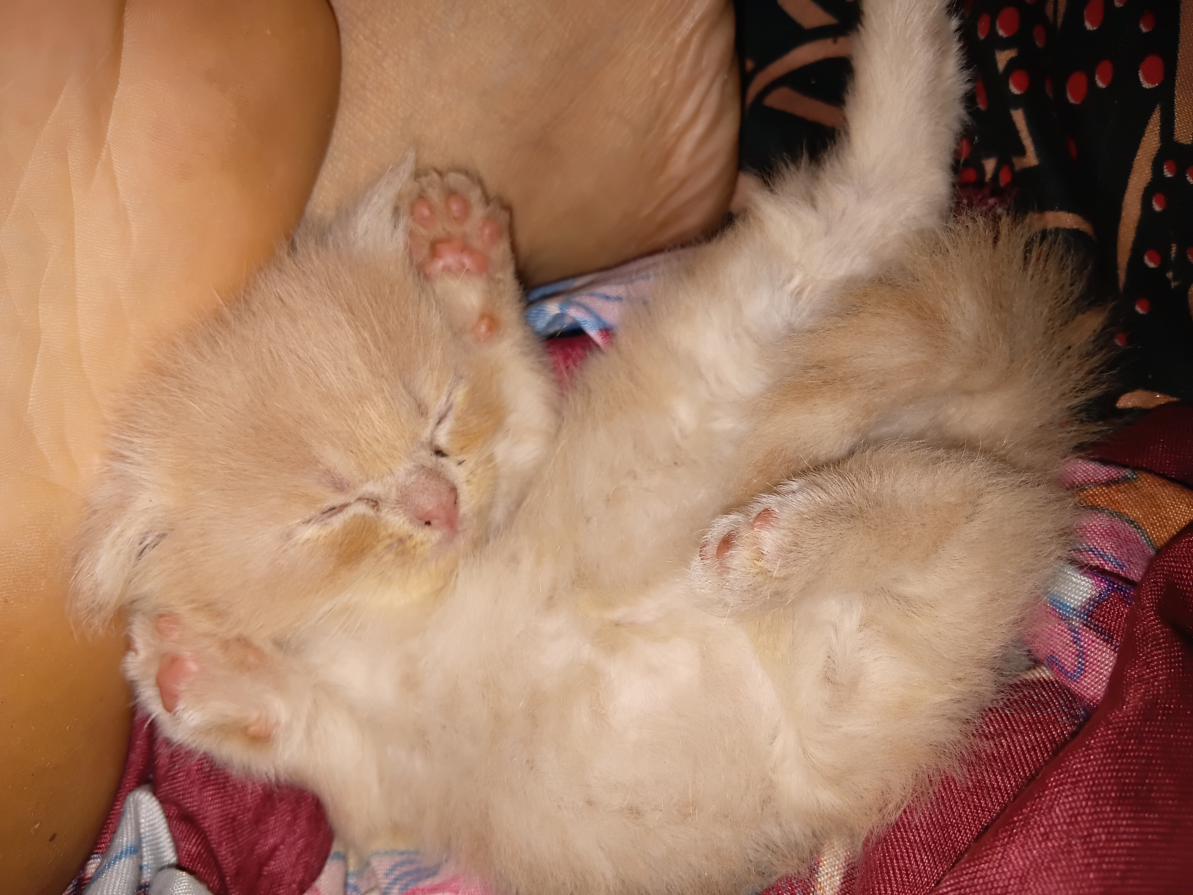 Persian kitten