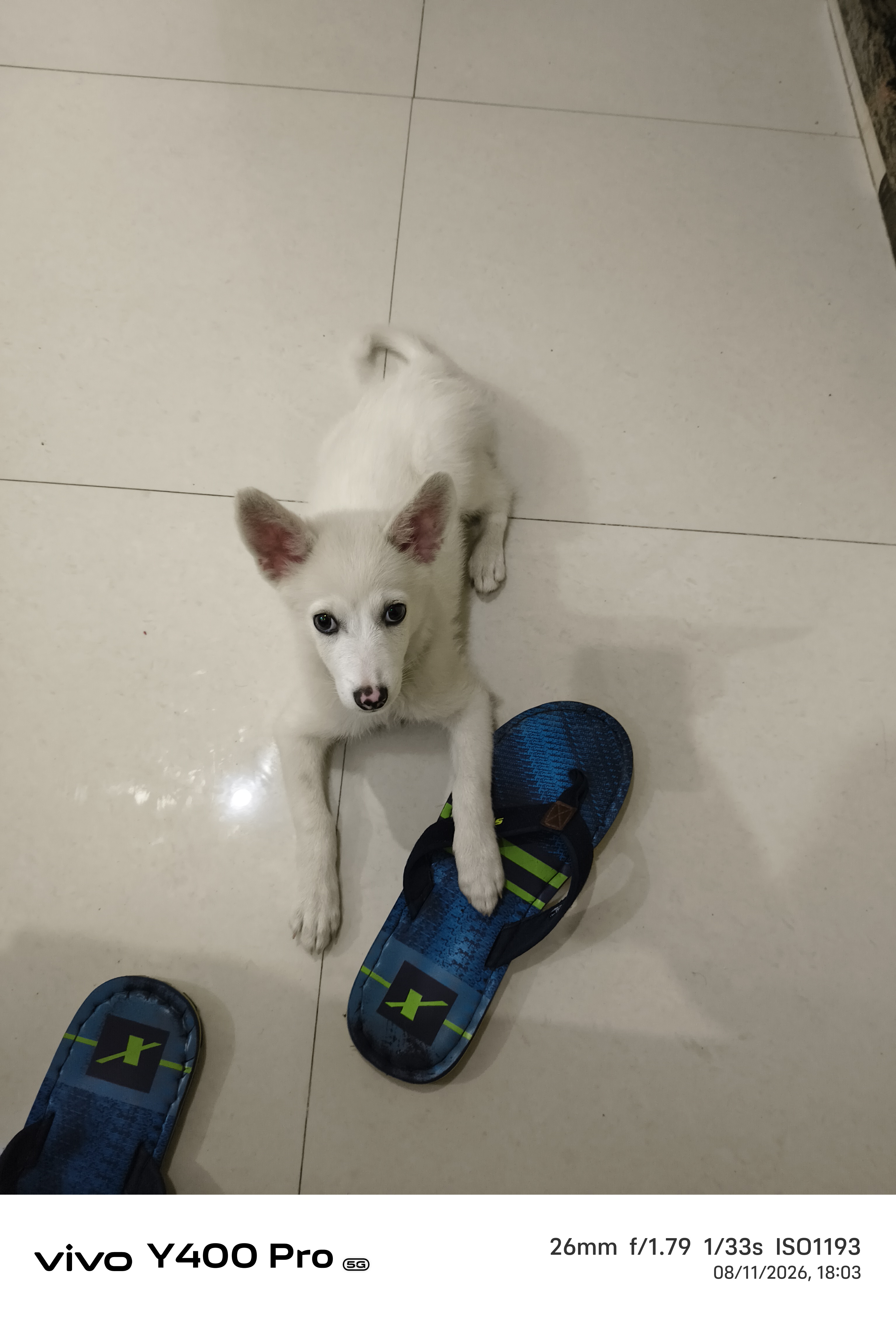 Pomerian spitz