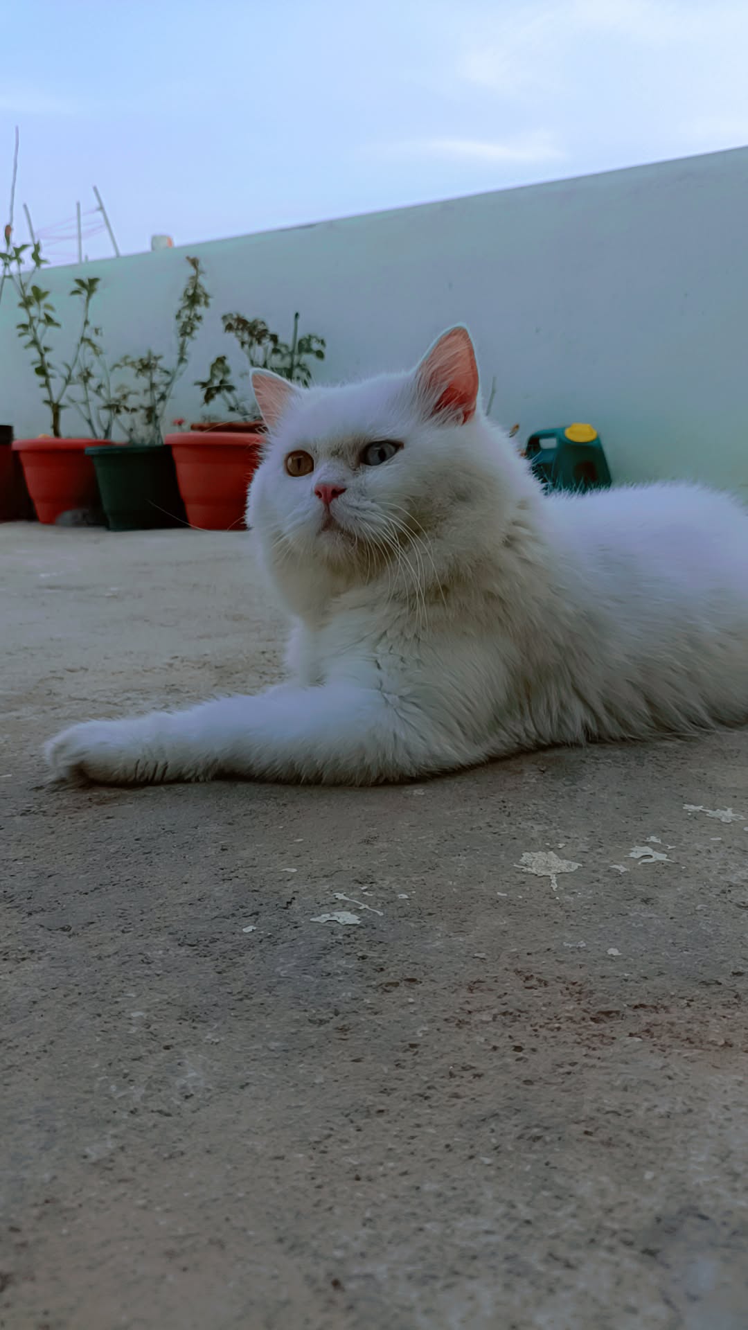 Persian for sale in Bengaluru North