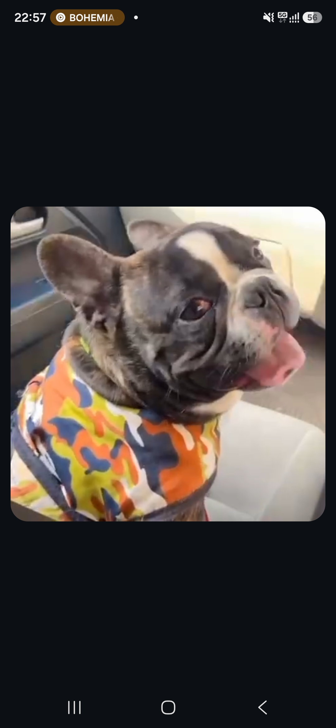 French bulldog