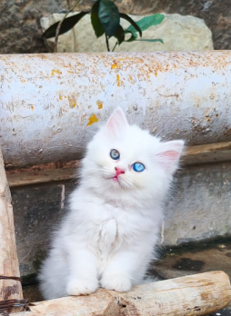 persian Kitten