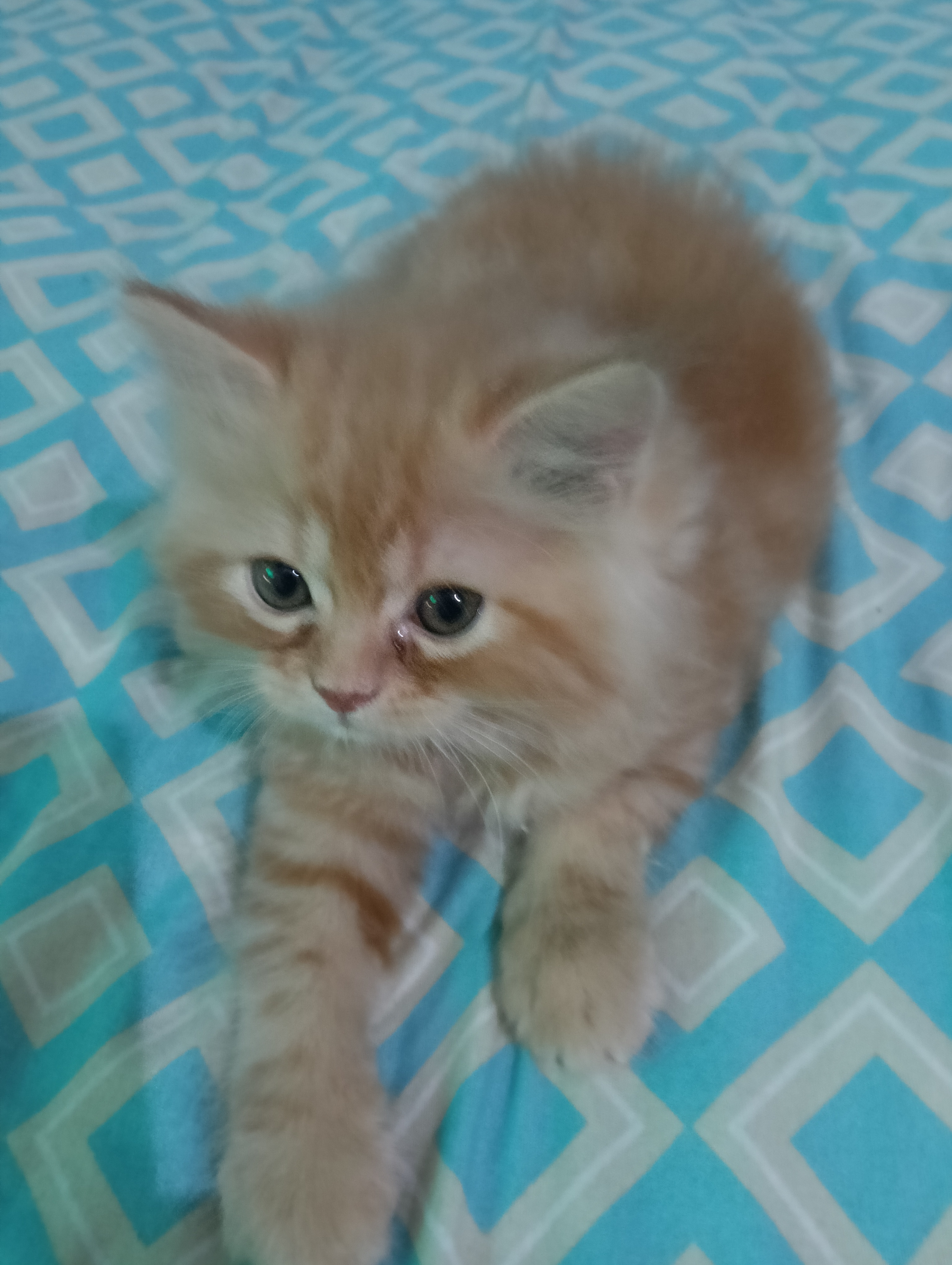 Persian cat