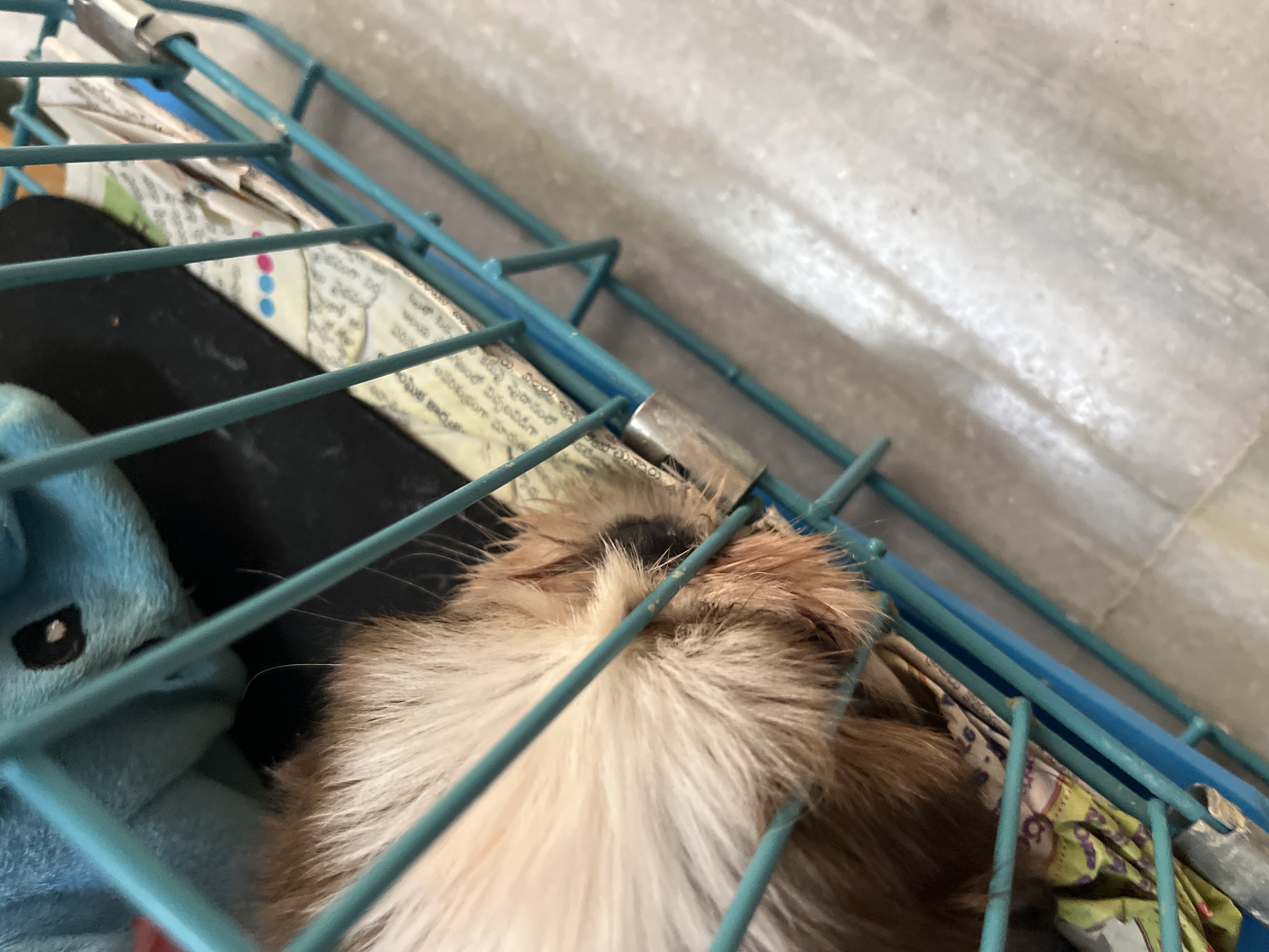 Shihtzu