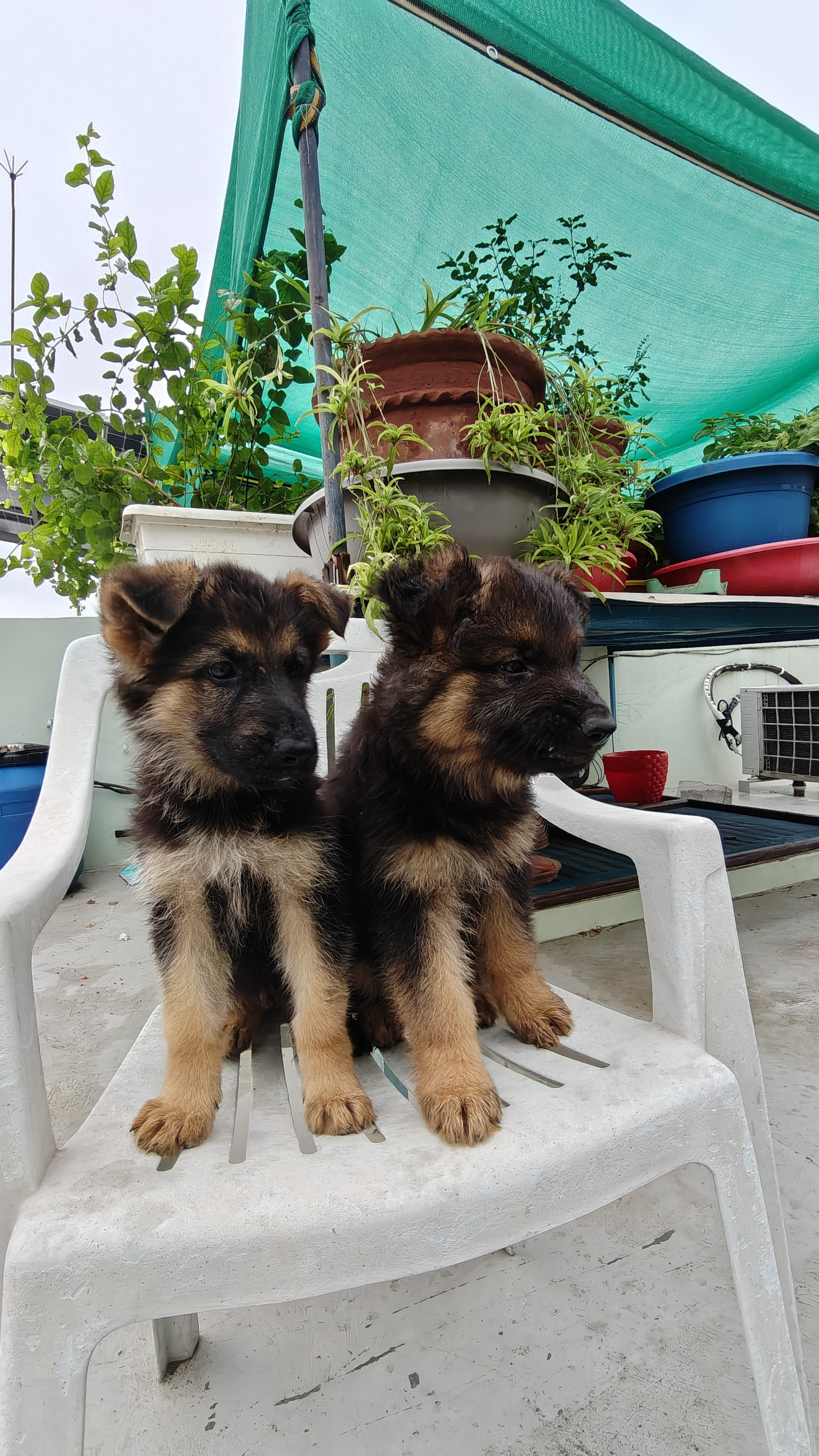 German shepherd