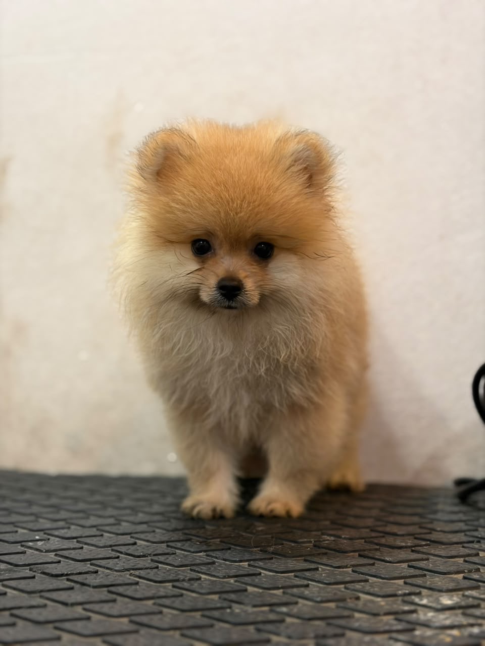 Toy Pomeranian