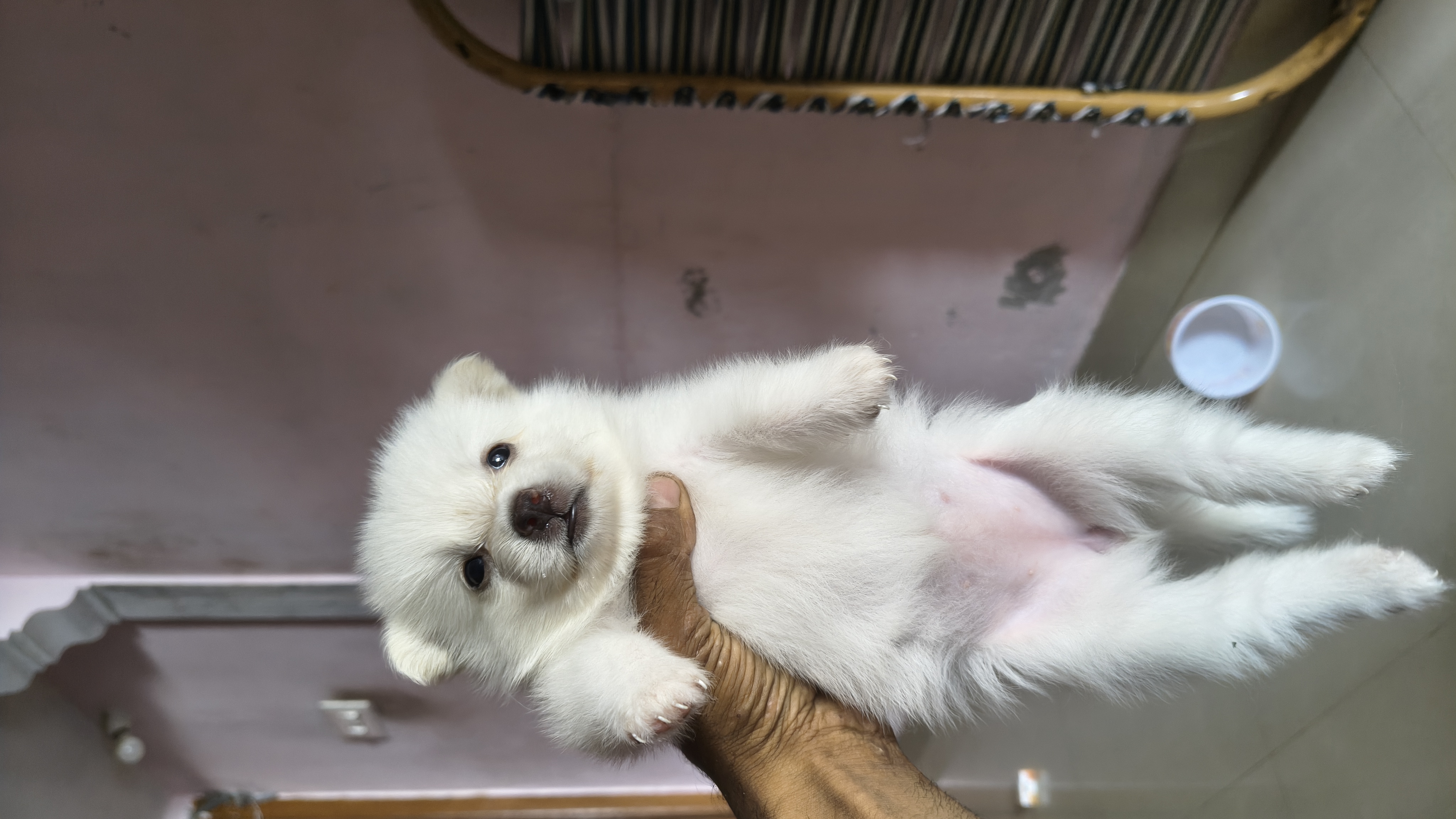 Pomerian for sale in Salem